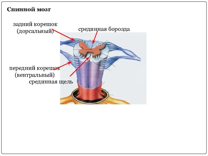 Спинной мозг срединная щель срединная борозда передний корешок (вентральный) задний корешок (дорсальный)