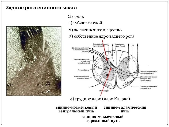 Задние рога спинного мозга Состав: 1) губчатый слой 2) желатинозное вещество 3)