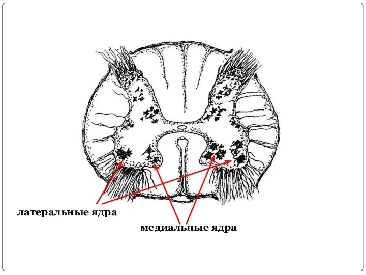 медиальные ядра латеральные ядра