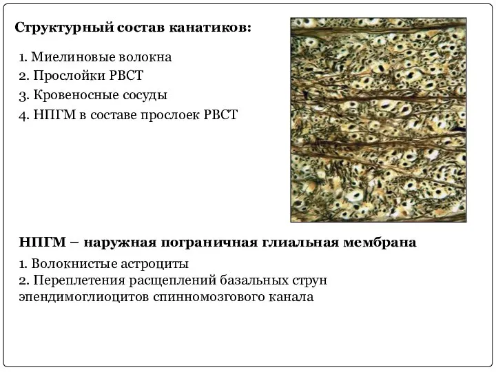 Структурный состав канатиков: 1. Миелиновые волокна 2. Прослойки РВСТ 3. Кровеносные сосуды