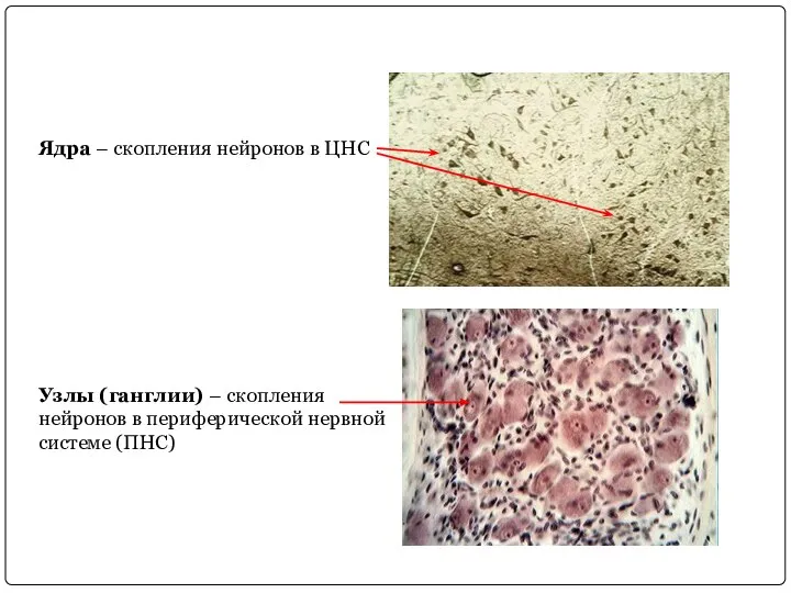 Ядра – скопления нейронов в ЦНС Узлы (ганглии) – скопления нейронов в периферической нервной системе (ПНС)