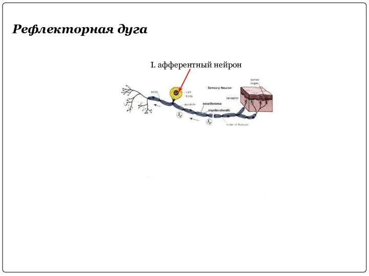 Рефлекторная дуга I. афферентный нейрон