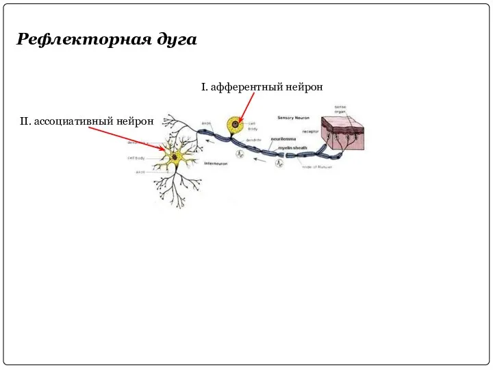 Рефлекторная дуга I. афферентный нейрон II. ассоциативный нейрон