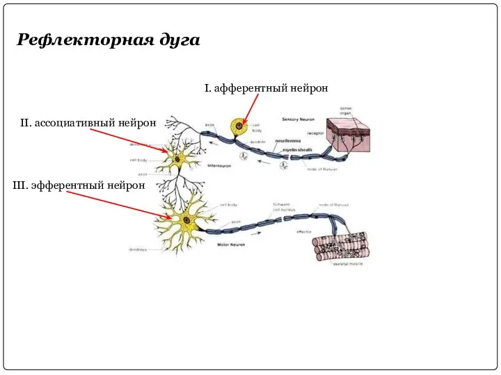 Рефлекторная дуга I. афферентный нейрон II. ассоциативный нейрон III. эфферентный нейрон