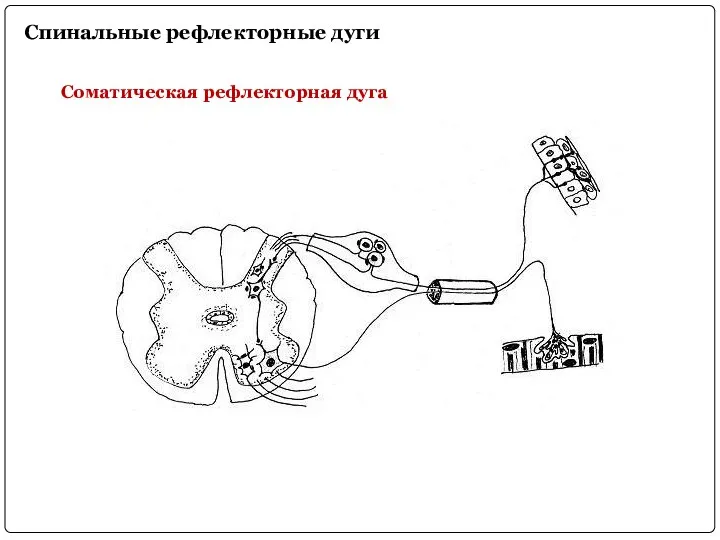 Спинальные рефлекторные дуги Соматическая рефлекторная дуга