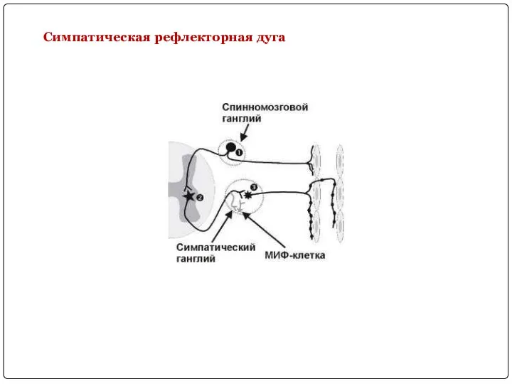 Симпатическая рефлекторная дуга