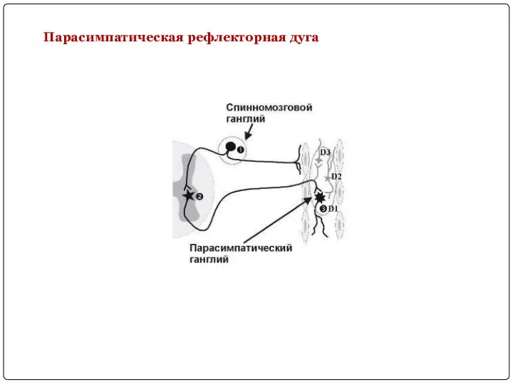 Парасимпатическая рефлекторная дуга