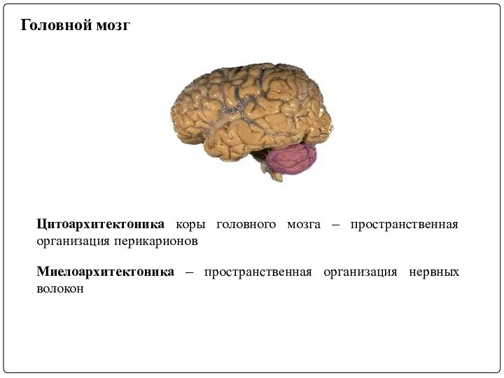 Цитоархитектоника коры головного мозга – пространственная организация перикарионов Миелоархитектоника – пространственная организация нервных волокон Головной мозг