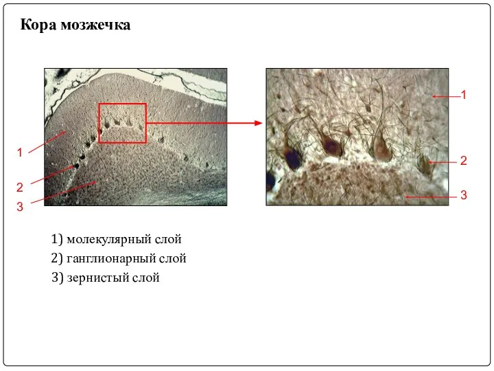 1) молекулярный слой 1 1 2) ганглионарный слой 2 2 3) зернистый