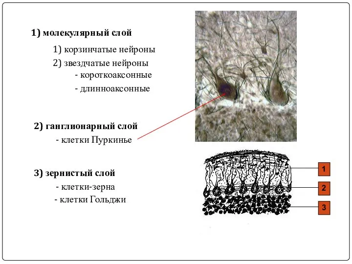 1) молекулярный слой 1) корзинчатые нейроны 2) звездчатые нейроны - короткоаксонные -