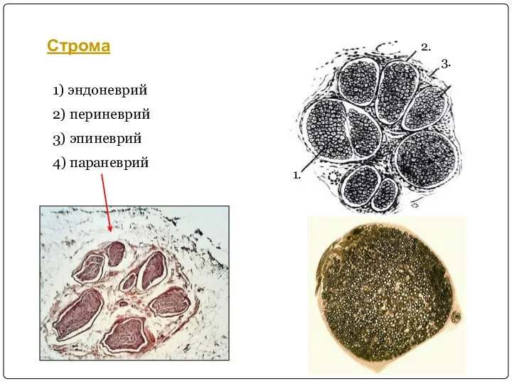 Строма 1) эндоневрий 2) периневрий 3) эпиневрий 4) параневрий