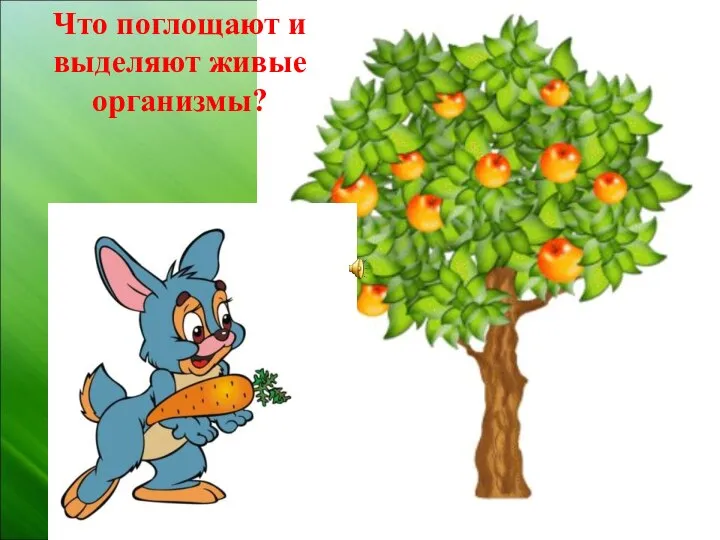 Что поглощают и выделяют живые организмы?