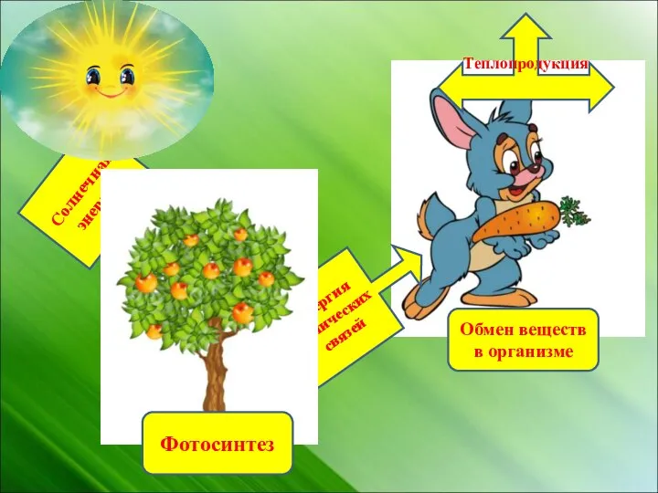 Энергия химических связей Солнечная энергия Фотосинтез Обмен веществ в организме Теплопродукция