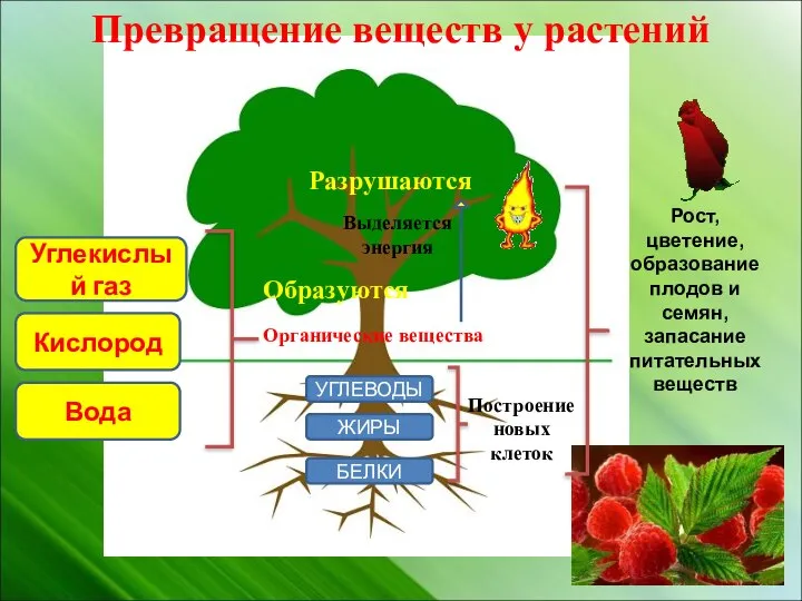 Превращение веществ у растений Органические вещества Построение новых клеток Рост, цветение, образование