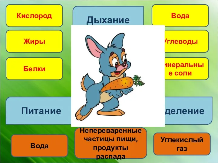 Дыхание Питание Выделение Кислород Жиры Белки Вода Углеводы Минеральные соли Углекислый газ