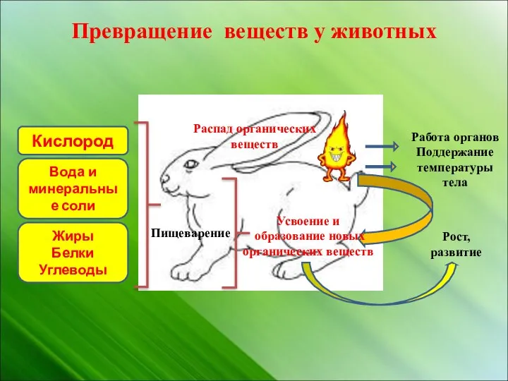 Превращение веществ у животных Распад органических веществ Работа органов Поддержание температуры тела