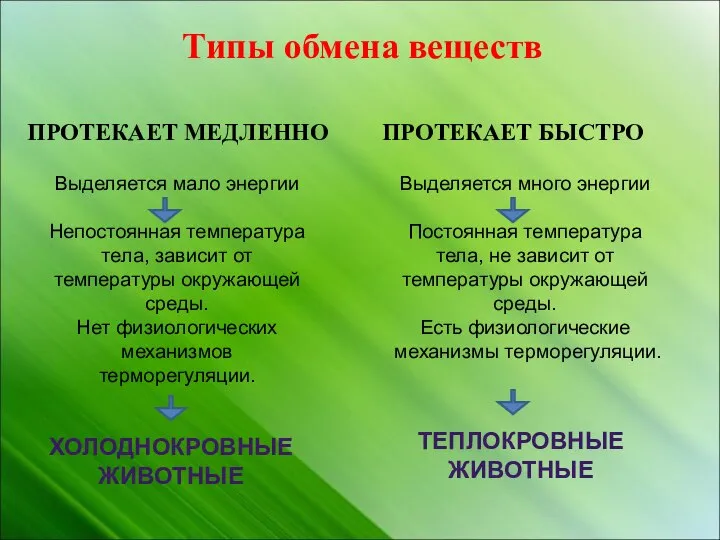 Типы обмена веществ ПРОТЕКАЕТ МЕДЛЕННО ПРОТЕКАЕТ БЫСТРО Выделяется мало энергии Непостоянная температура