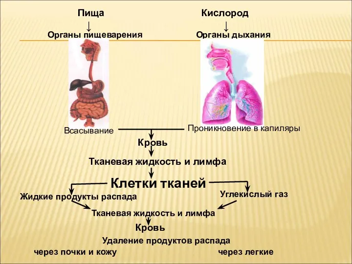 Пища Кислород Органы пищеварения Органы дыхания Кровь Тканевая жидкость и лимфа Клетки