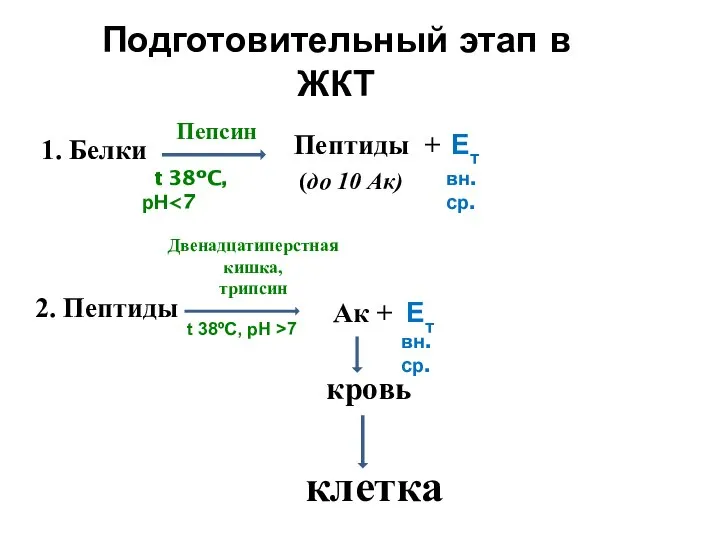 Пепсин t 38ºC, рН Двенадцатиперстная кишка, трипсин кровь клетка Подготовительный этап в