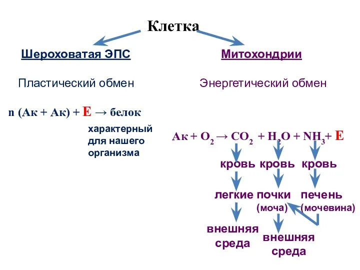 n (Ак + Ак) + Е → белок Ак + О2 →