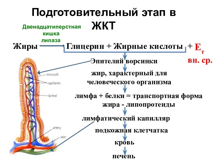 Двенадцатиперстная кишка липаза Подготовительный этап в ЖКТ Жиры Глицерин + Жирные кислоты