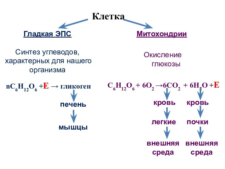 nC6Н12О6 +Е → гликоген С6Н12О6 + 6О2 →6СО2 + 6Н2О +Е Клетка