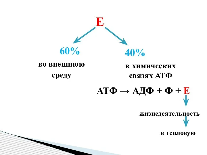 АТФ → АДФ + Ф + Е Е 40% 60% в химических