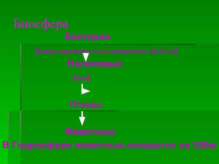 Биосфера Бактерии (ветер поднимает их на поверхность 20-22 км) Насекомые (6км) Птицы