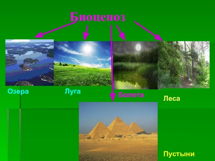 Биоценоз Озера Луга Болота Леса Пустыни