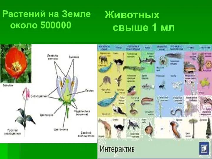 Растений на Земле около 500000 Животных свыше 1 мл