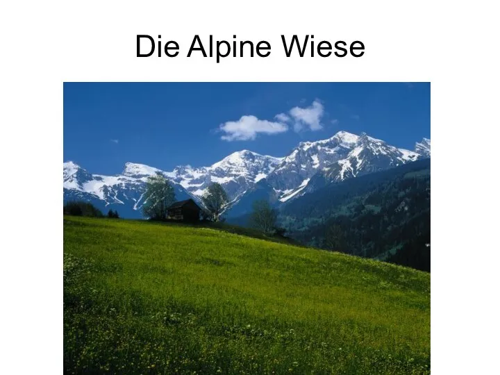 Die Alpine Wiese