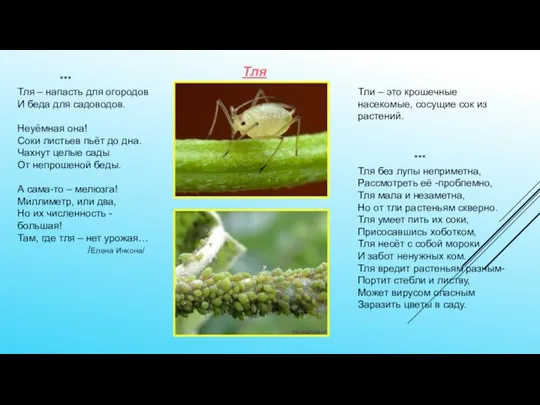 Тли – это крошечные насекомые, сосущие сок из растений. *** Тля –