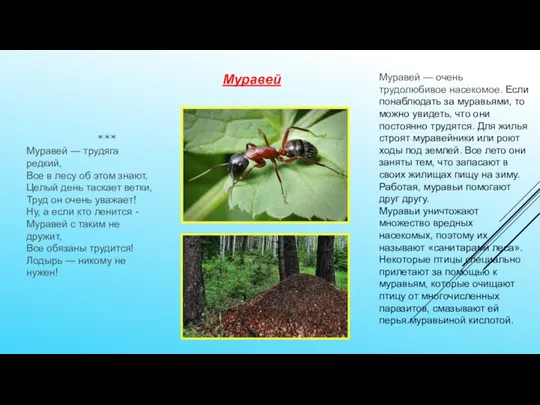 Муравей — очень трудолюбивое насекомое. Если понаблюдать за муравьями, то можно увидеть,