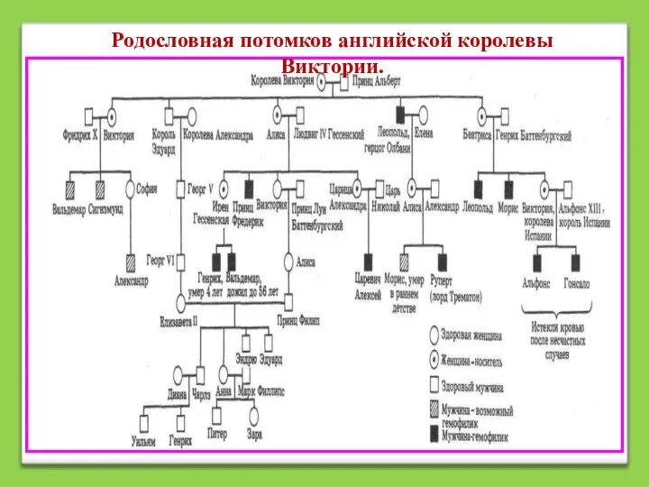 Родословная потомков английской королевы Виктории.