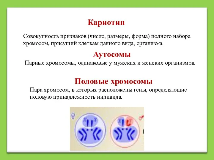 Кариотип Совокупность признаков (число, размеры, форма) полного набора хромосом, присущий клеткам данного
