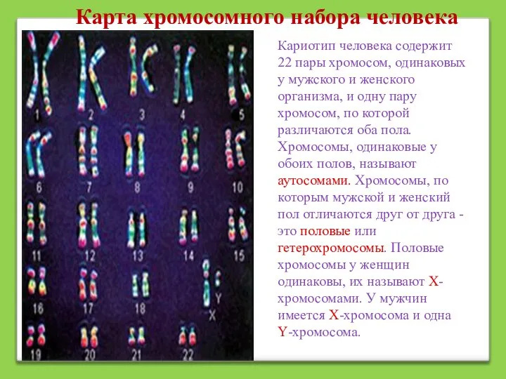 Кариотип человека содержит 22 пары хромосом, одинаковых у мужского и женского организма,
