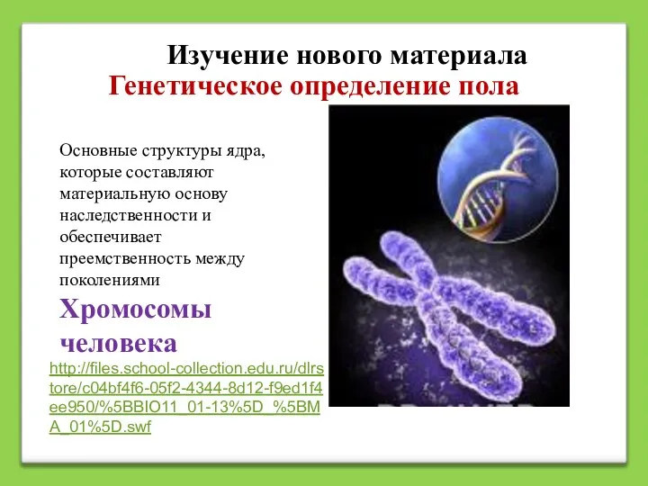 Генетическое определение пола Основные структуры ядра, которые составляют материальную основу наследственности и