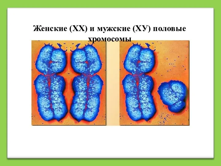 Женские (ХХ) и мужские (ХУ) половые хромосомы