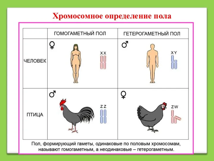 Хромосомное определение пола