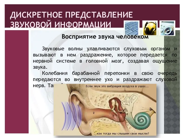 ДИСКРЕТНОЕ ПРЕДСТАВЛЕНИЕ ЗВУКОВОЙ ИНФОРМАЦИИ Восприятие звука человеком Звуковые волны улавливаются слуховым органом