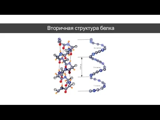 Вторичная структура белка