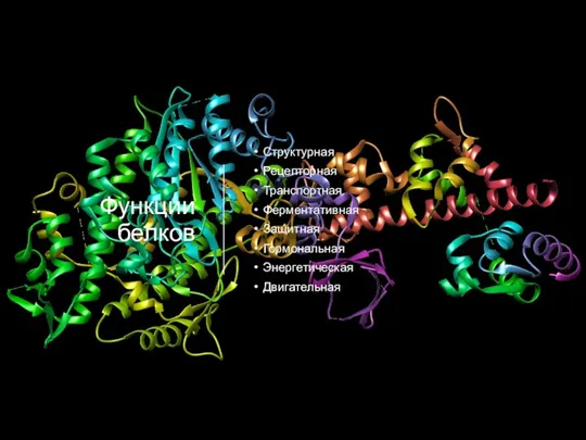 Функции белков Структурная Рецепторная Транспортная Ферментативная Защитная Гормональная Энергетическая Двигательная