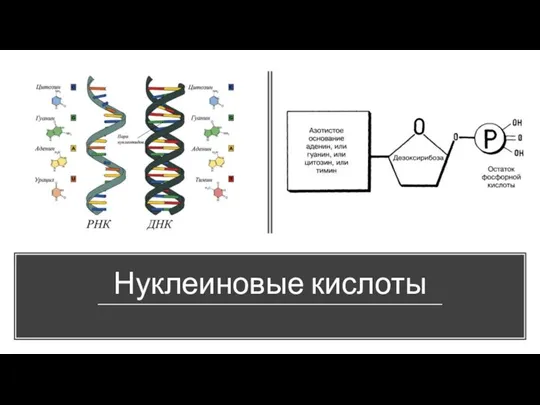 Нуклеиновые кислоты