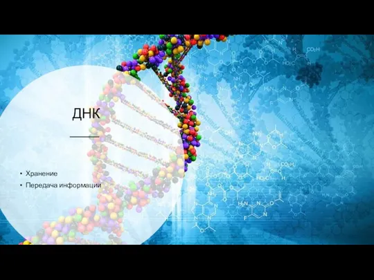 ДНК Хранение Передача информации