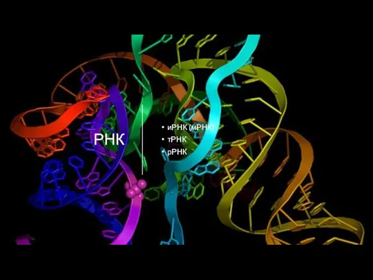 РНК иРНК (мРНК) тРНК рРНК