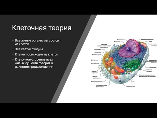 Клеточная теория Все живые организмы состоят из клеток Все клетки сходны Клетки