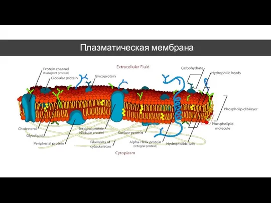 Плазматическая мембрана