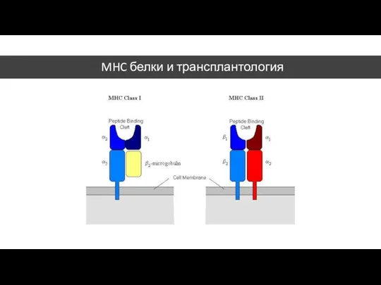 MHC белки и трансплантология