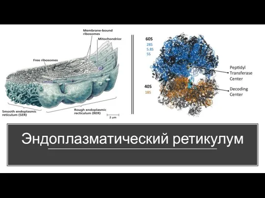 Эндоплазматический ретикулум