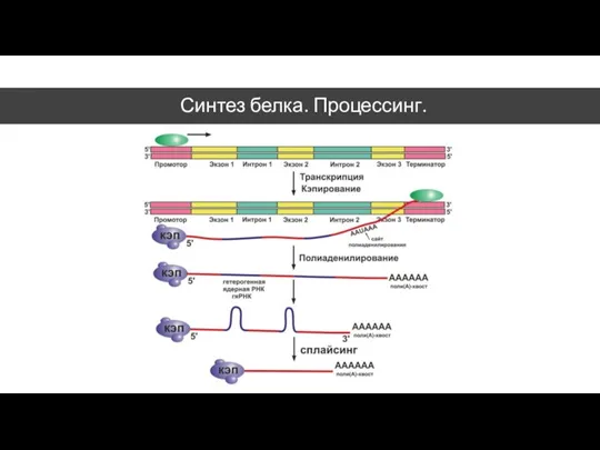 Синтез белка. Процессинг.